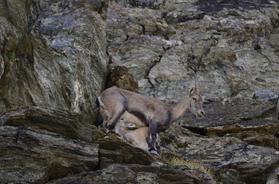 An ibex mother feeding her kid on a rock ledge