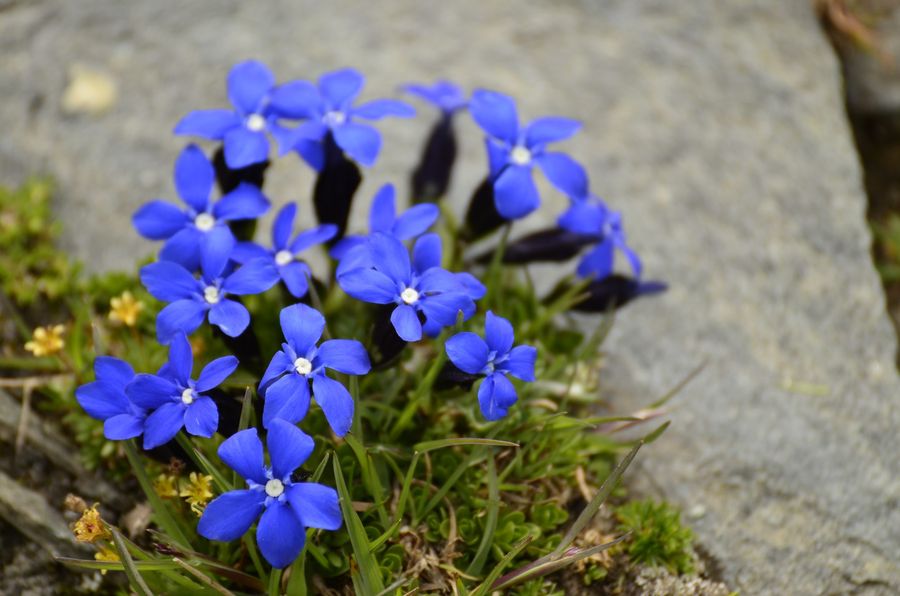 Spring gentians