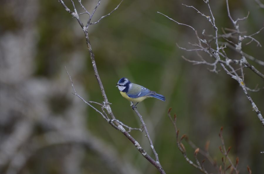 A blue tit on a bare branch