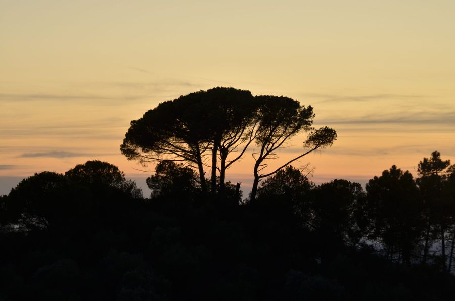 A stone pine against a sunset
